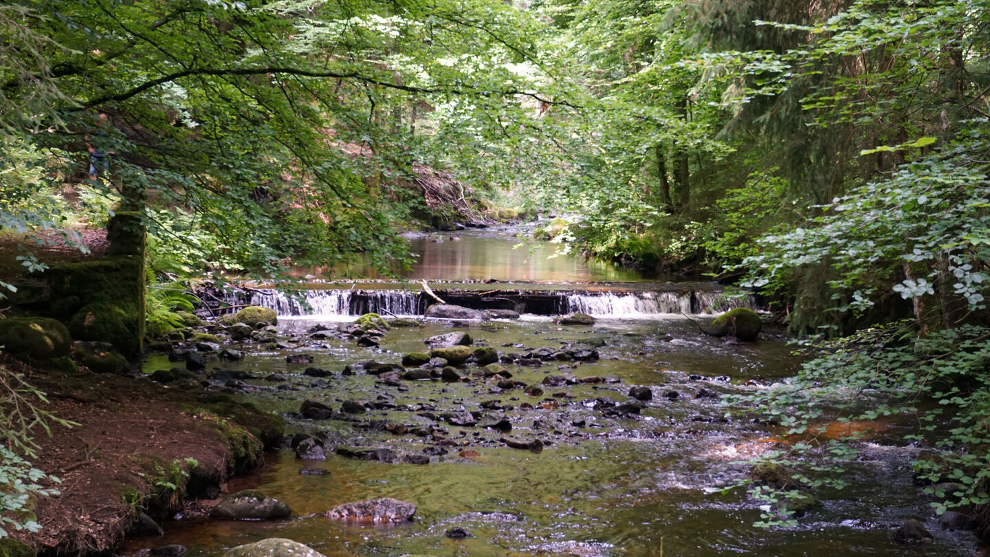 die Kalte Bode fließt durch romantische Waldstücke des Naturpark Harz in Sachsen-Anhalt die Kalte Bode fließt durch romantische Waldstücke im Harz