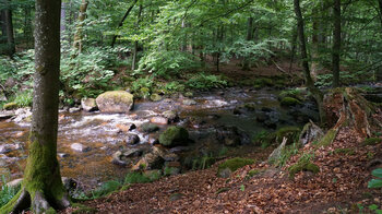 die Kalte Bode im Harz