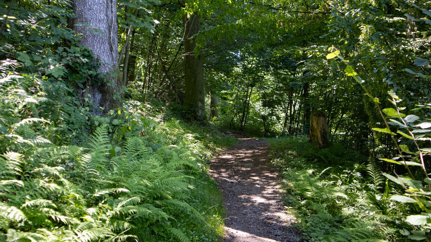 der Wanderweg beim Aufstieg oberhalb von Hausach