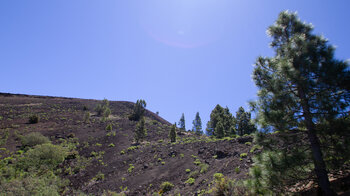 Kanarische Kiefern am unteren Kraterrand des Pico Birigoyo