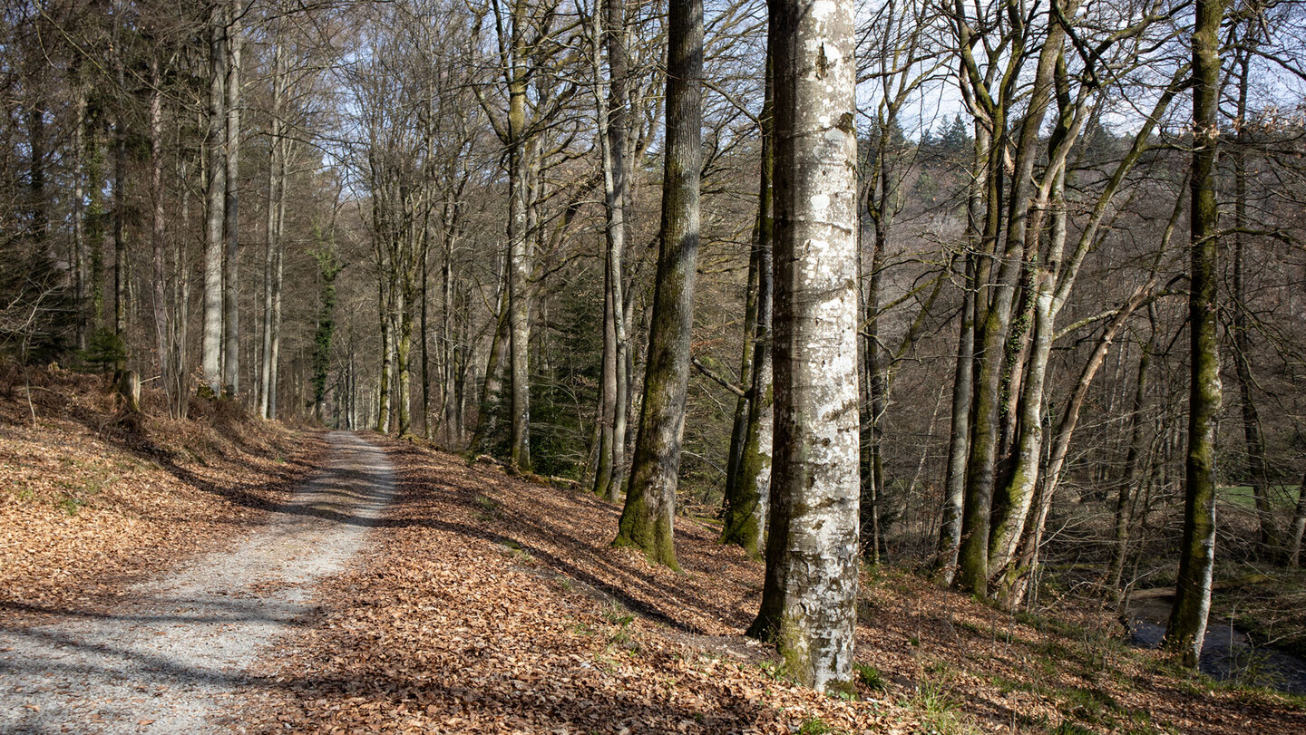 Graf-Rhena-Weg im Albtal