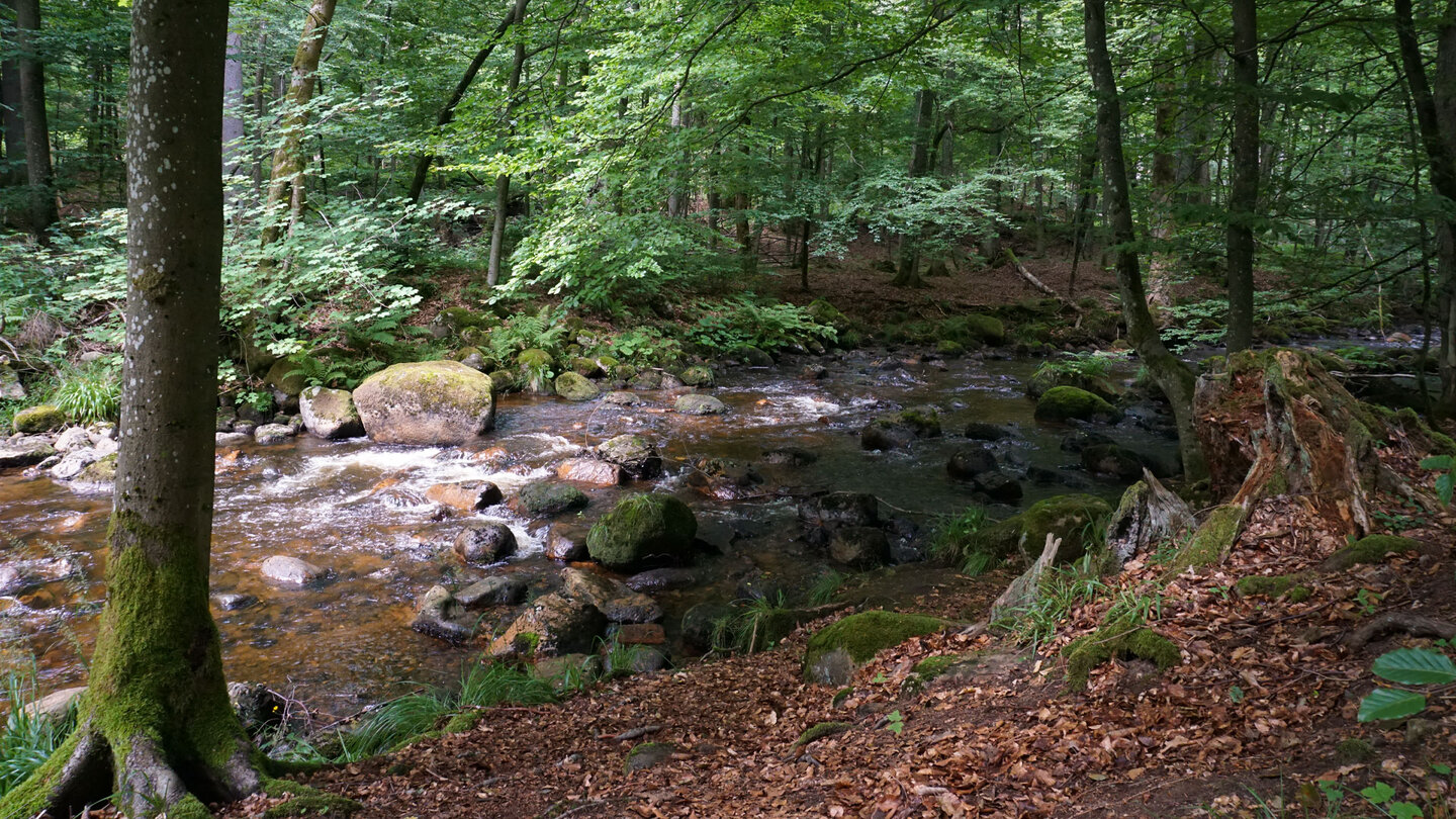 Bachlauf der Kalten Bode