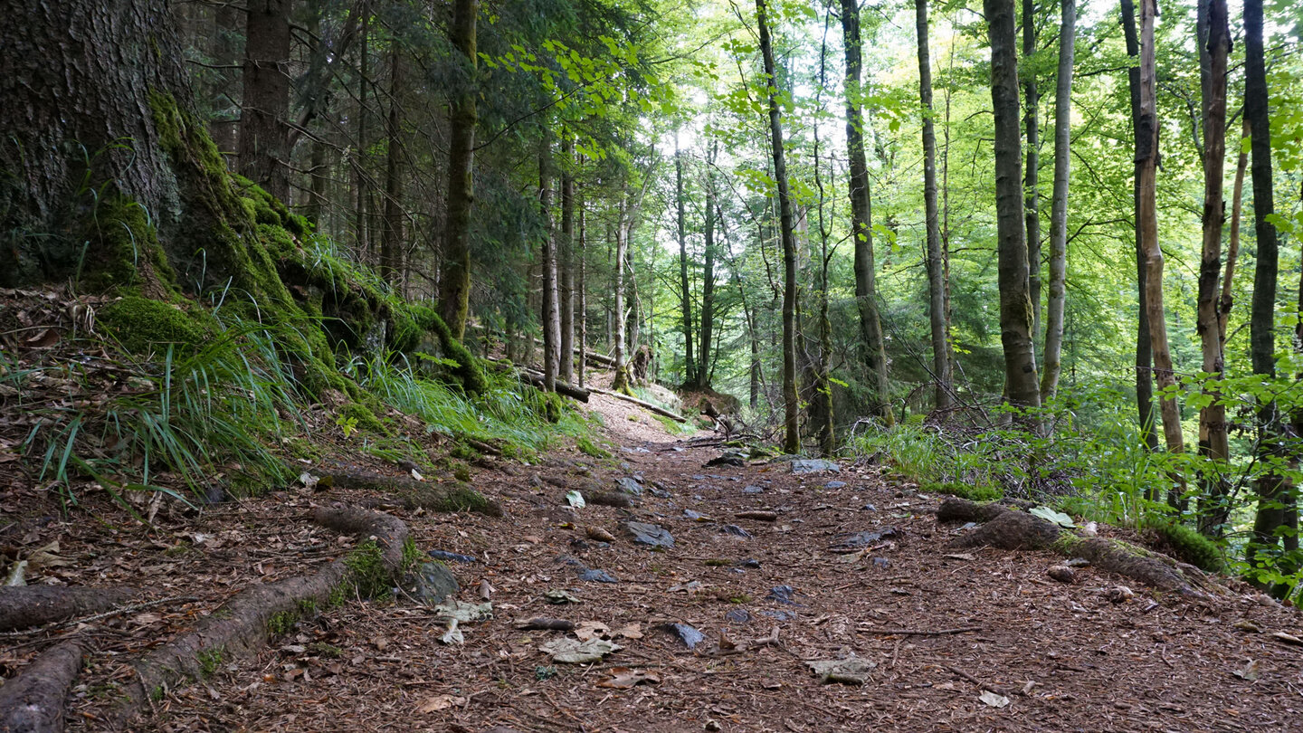 Wanderweg  auf dem Weg zum Barenberg im Naturpark Harz