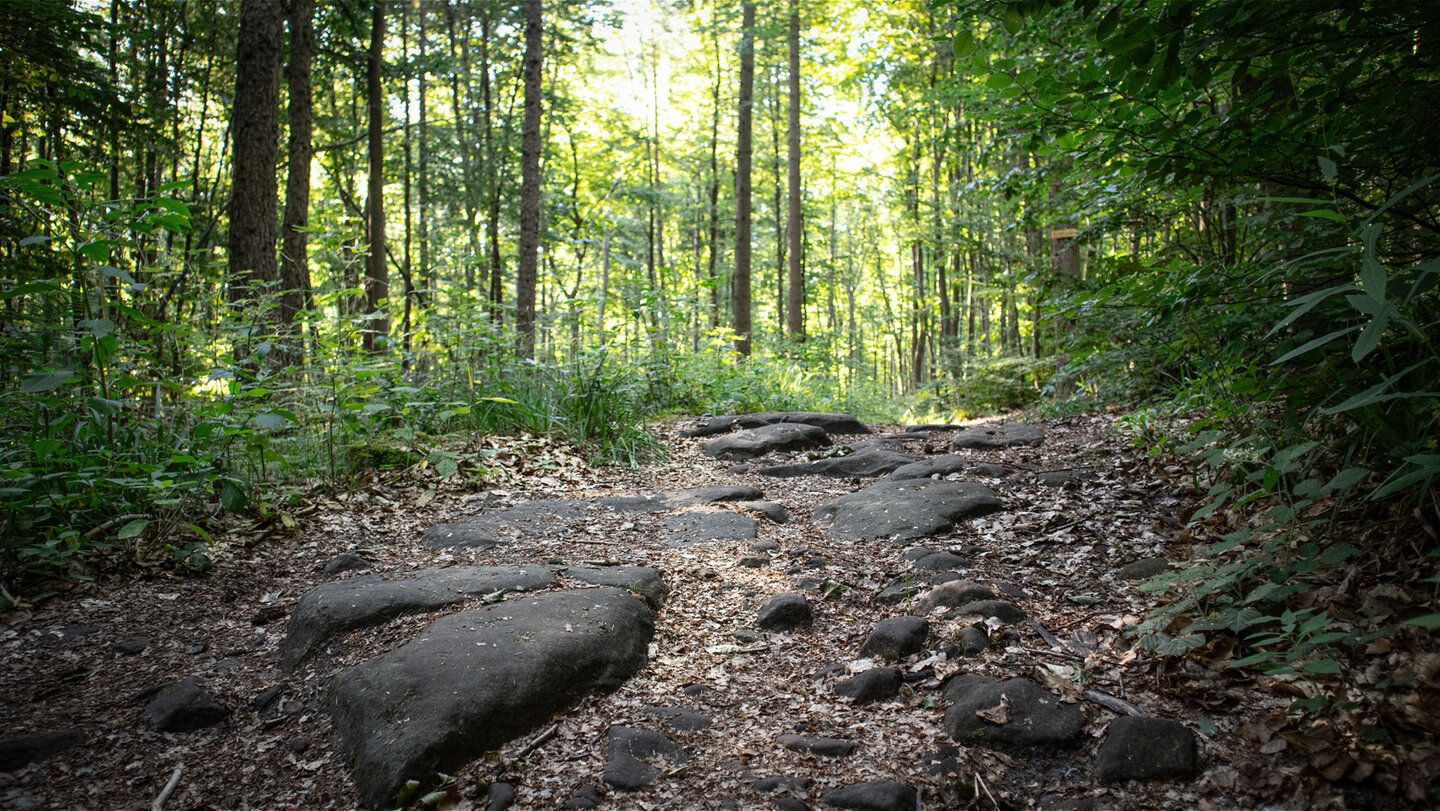 Ein schmaler Pfad schlängelt sich durch dichten Pfälzer Wald hinauf zum Drachenfels.