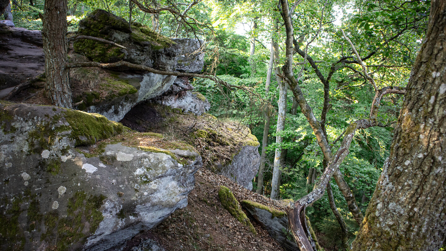 Dicke Moospolster überziehen die Buntsandsteinblöcke auf dem Gipfelplateau des Drachenfels.