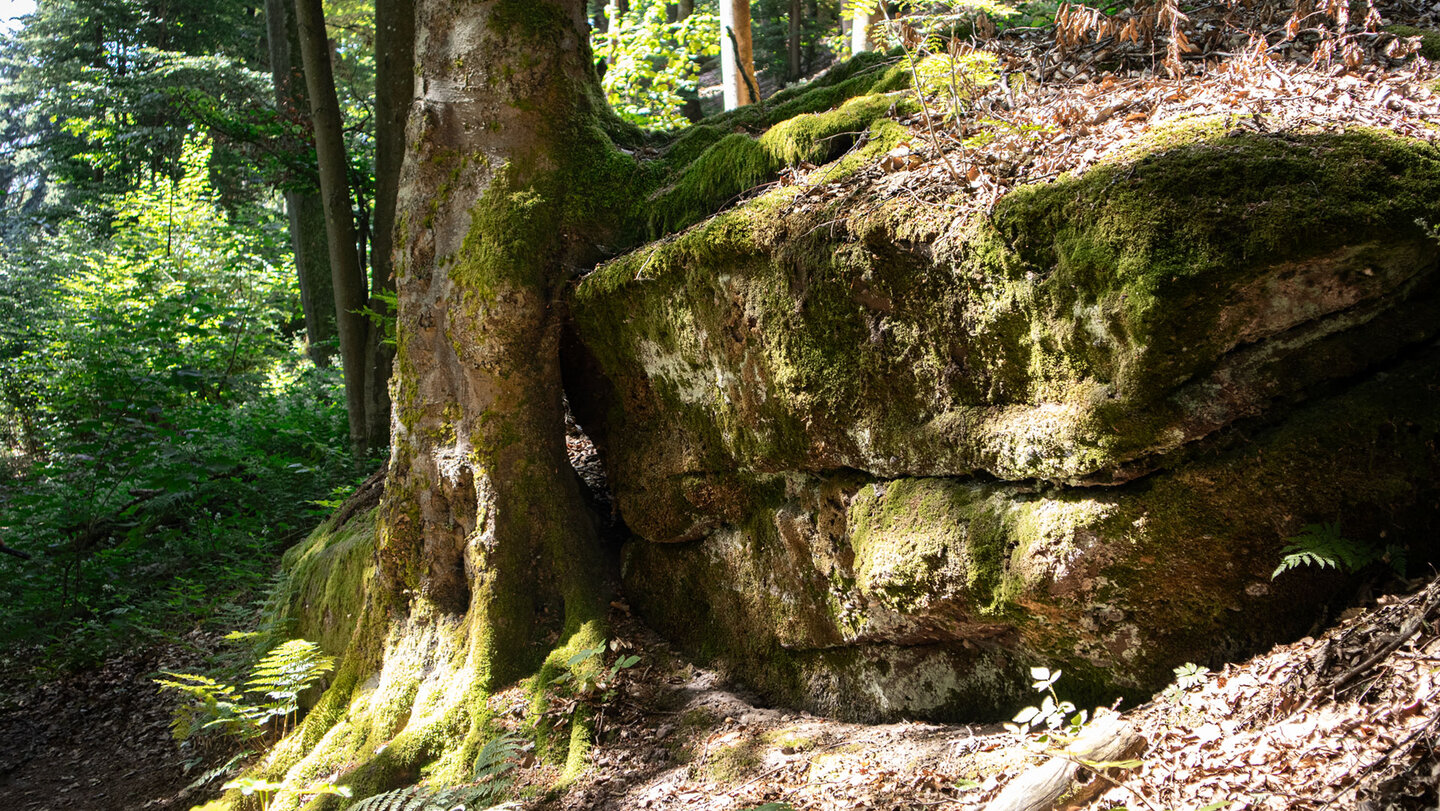 Zwischen moosbewachsenen Wurzelstöcken und mächtigen Sandsteinblöcken schlängelt sich der unmarkierte Pfad ins Tal.