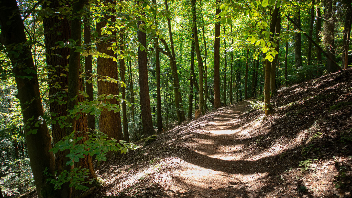 Wanderweg durch schattigen Mischwald.