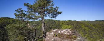Panorama vom Backelstein über den Pfälzerwald