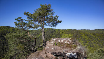 Panorama vom Backelstein über den Pfälzerwald