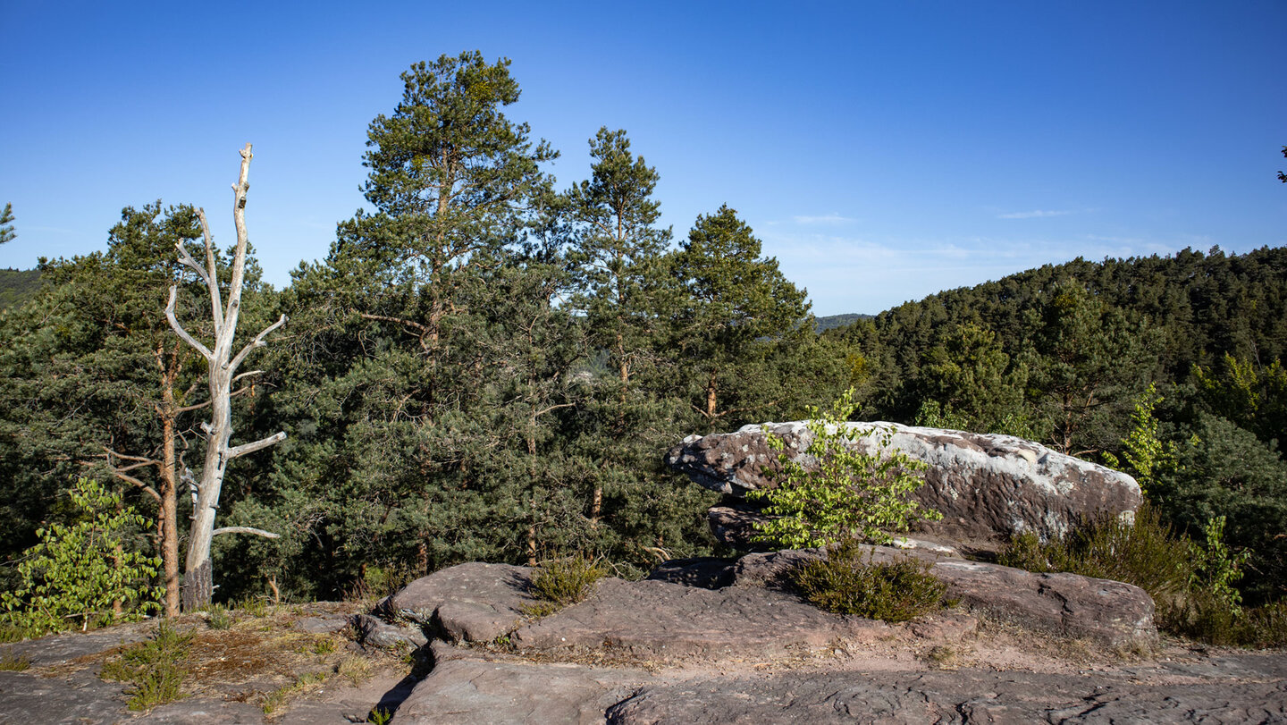 Felsplateau auf dem Backelstein im Pfälzerwald