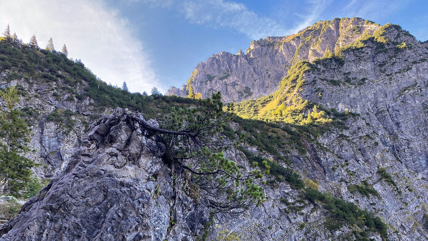 Latschenkiefern wachsen auf Felsen beim Rubihorn