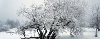 schneebedeckten Bäume am Kreuzberg