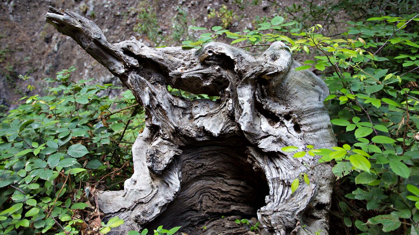 abgestorbener Baum am Wanderweg