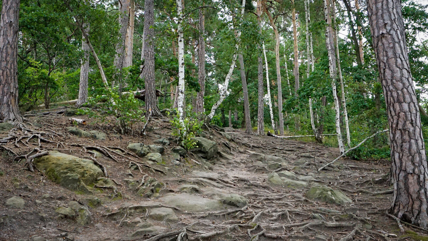 der Aufstieg zur Teufelsmauer führt über wurzelige Wege Aufstieg zur Teufelsmauer über wurzelige Wege