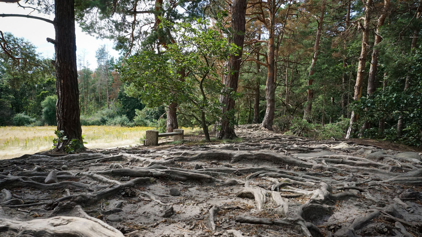 Wurzelwege führen nach Blankenburg zurück Wurzelwege führen nach Blankenburg