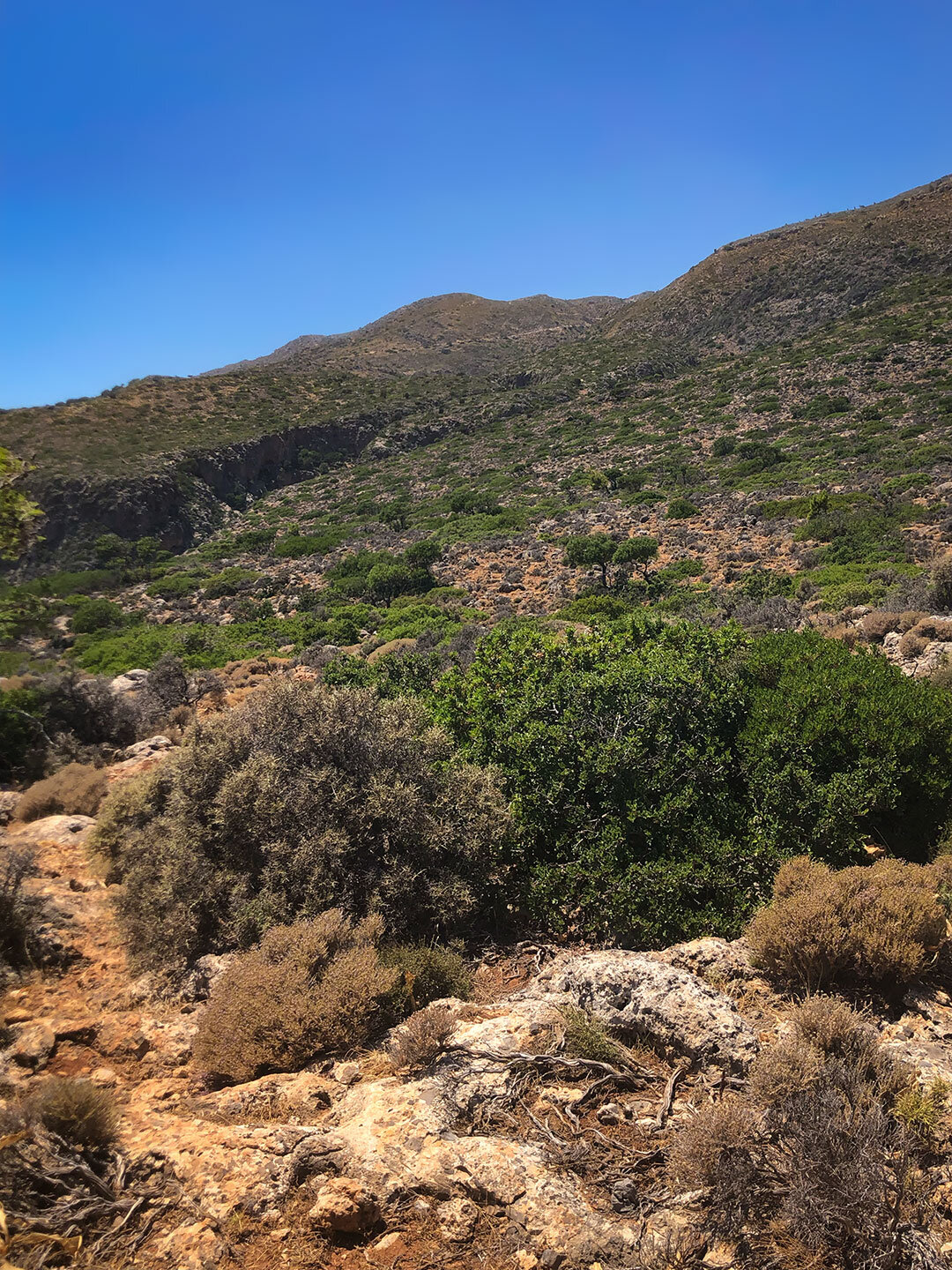mediterrane Vegetation auf der Route zu den antiken Ruinen von Lissos Vegetation entlang der Route zu den antiken Ruinen von Lissos