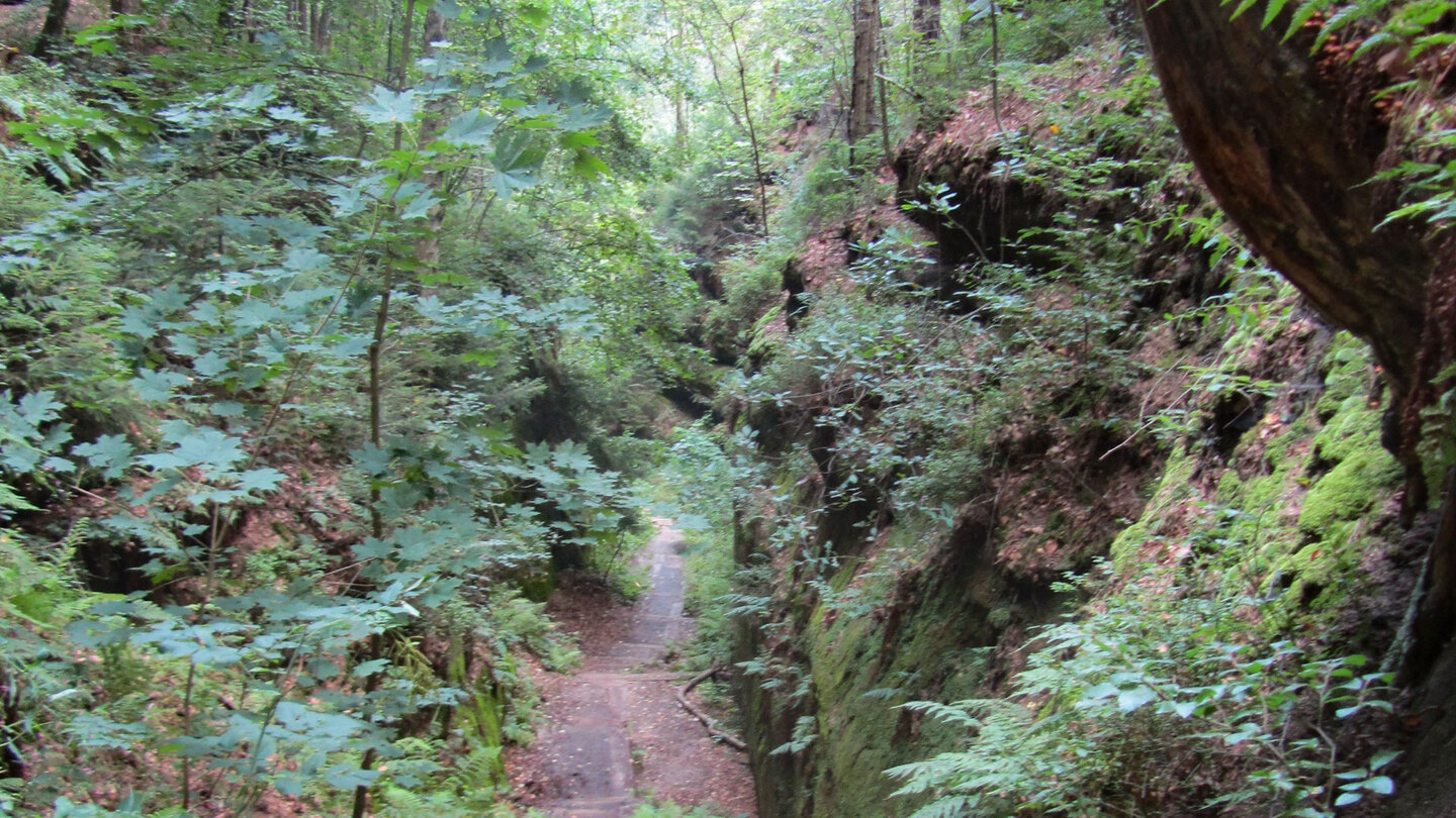 Wanderpfad zu den Schrammsteinen im Elbsandsteingebirge Wanderpfad zu den Schrammsteinen