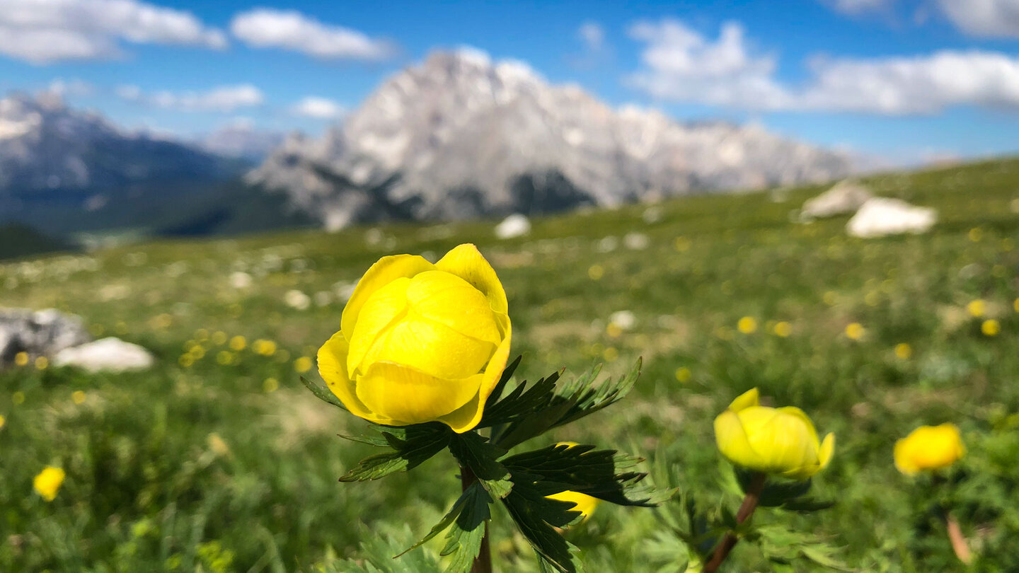 Trollblumen auf der Almwiese