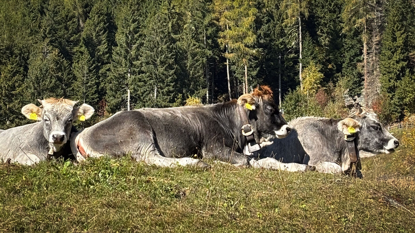 Tiroler Grauvieh auf einer Weide bei Vellau