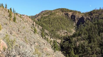 das Barranco de Tágara de Guía vom Lomo de las Vistas