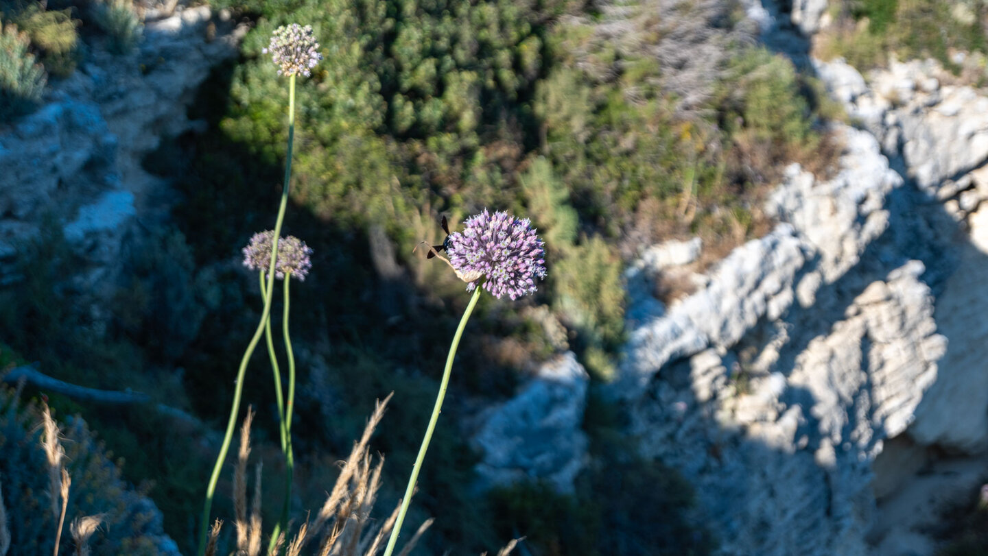 Lauchblumen vor der dramatischen Steilküste
