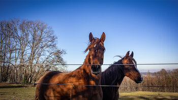 Pferdekoppeln bei Mittelberg