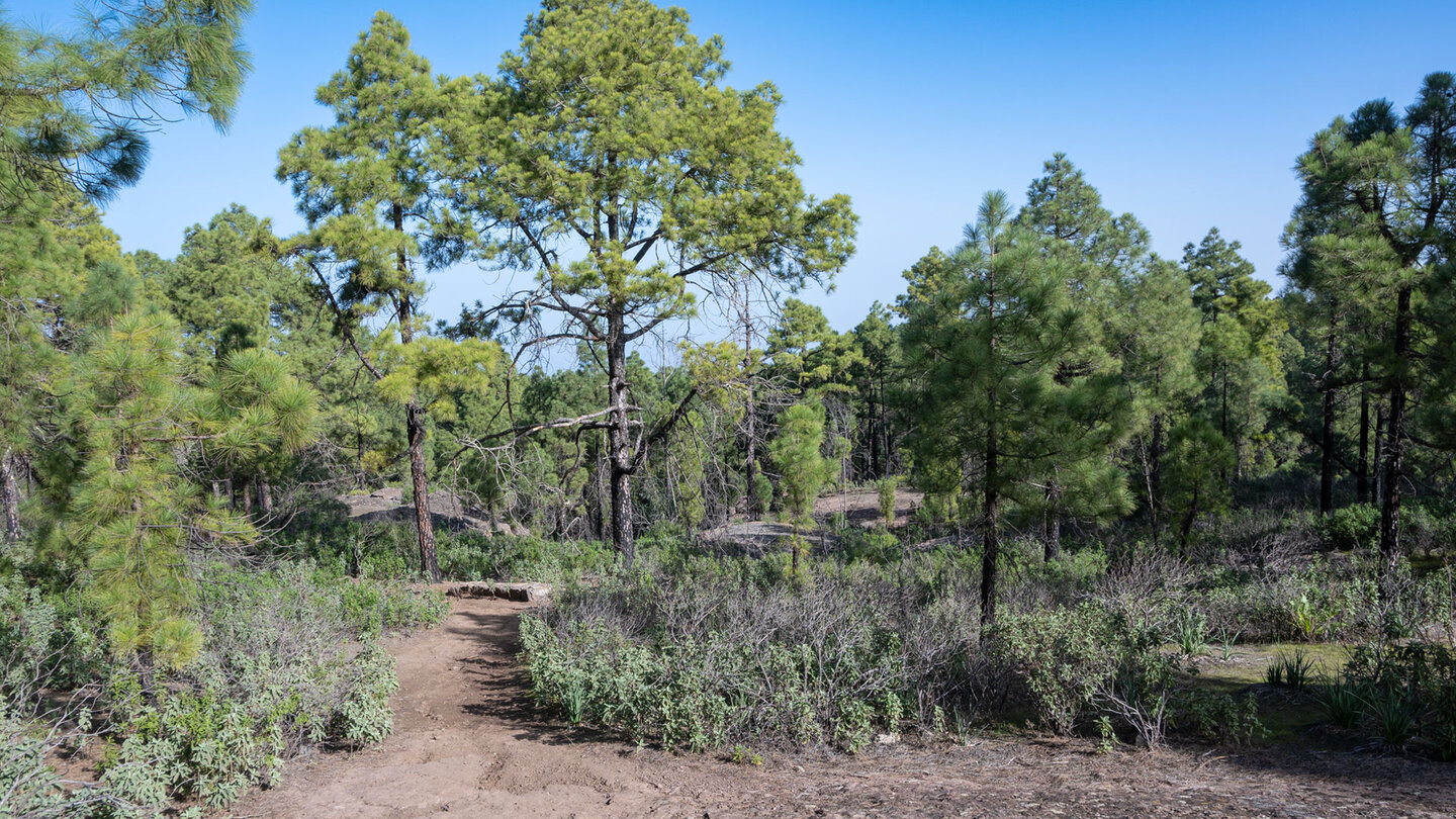 Wanderweg im Kiefernwald des Tamadaba - Gran Canaria