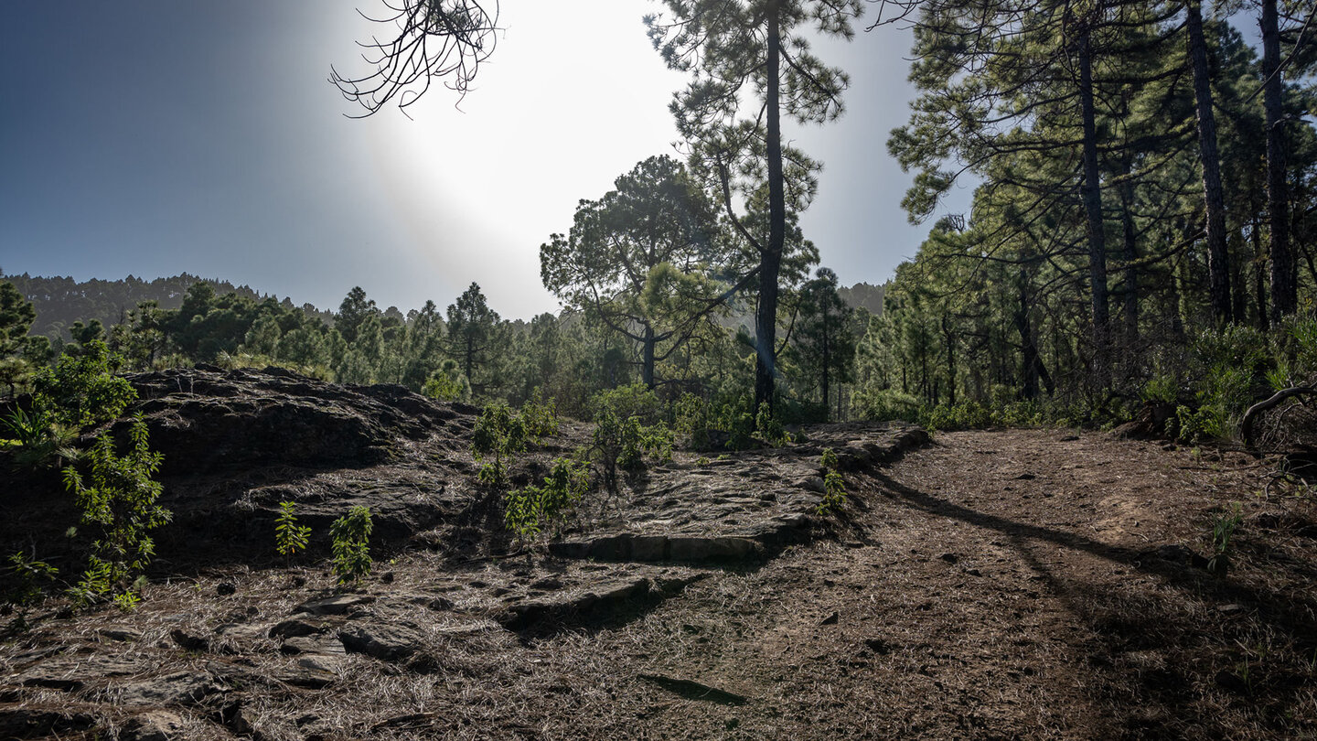 Wanderweg im Naturpark Tamadaba auf Gran Canaria