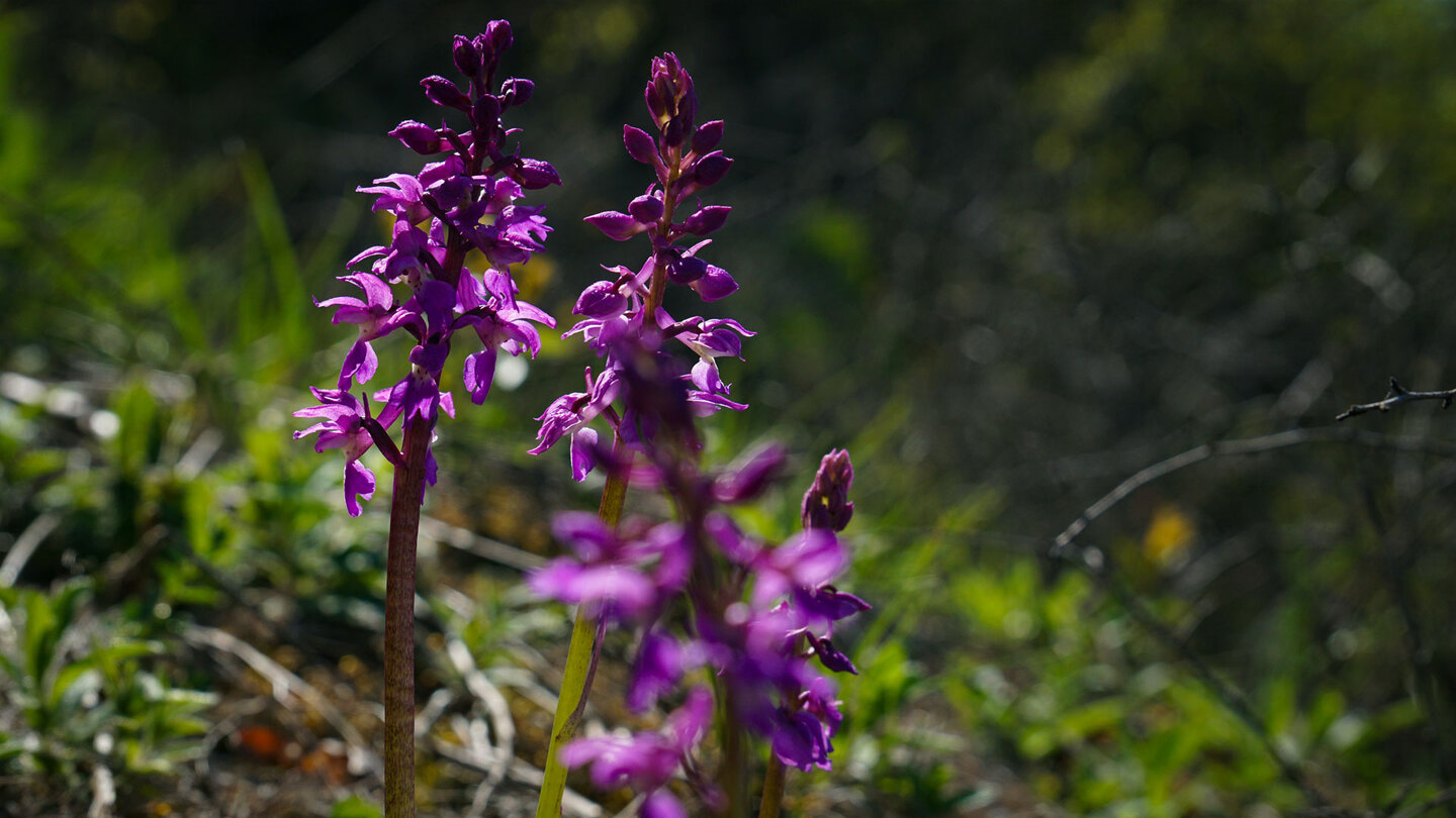 Orchideen am Wegesrand