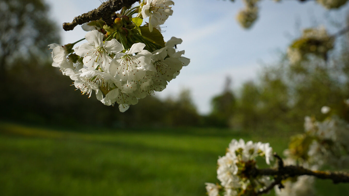 Obstblüte im Schlossgarten