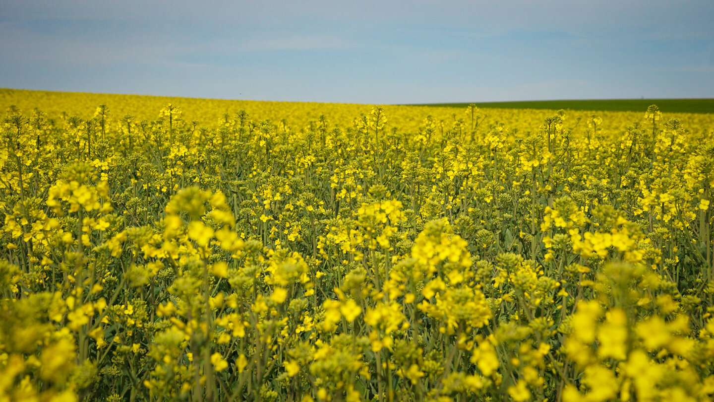 Blick über die Rapsfelder