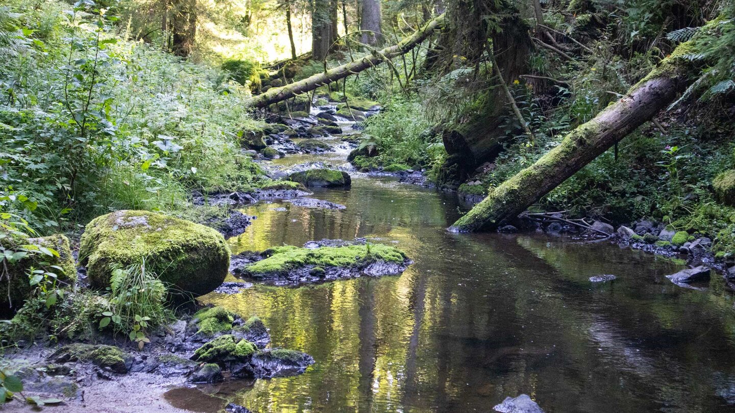 Bachlauf der Ravenna in der unteren Schlucht