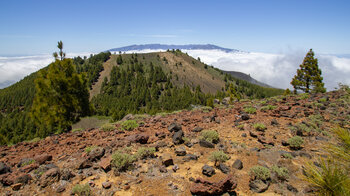 Zickzackpfad in der Brandschneise am Montaña Barquita