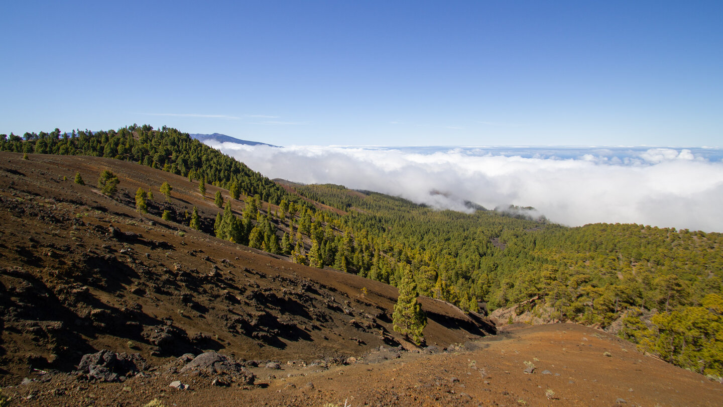 Passatwolken im Osten der Insel La Palma über dem Kiefernwald