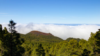 Ausblick auf den Montaña Caldero im Kiefernwald