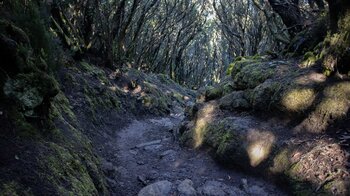 Wanderweg durch Baumheide-Buschwald