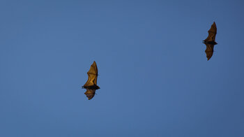 Maskarenen-Flughund auf Mauritius im Black River National Park