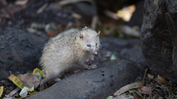 Tenreks auf Mauritius im Black River Nationalpark