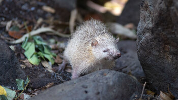 Tenrek im Black River Nationalpark
