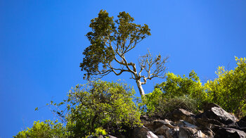 Baum über dem Mare Aux Joncs Wasserfall