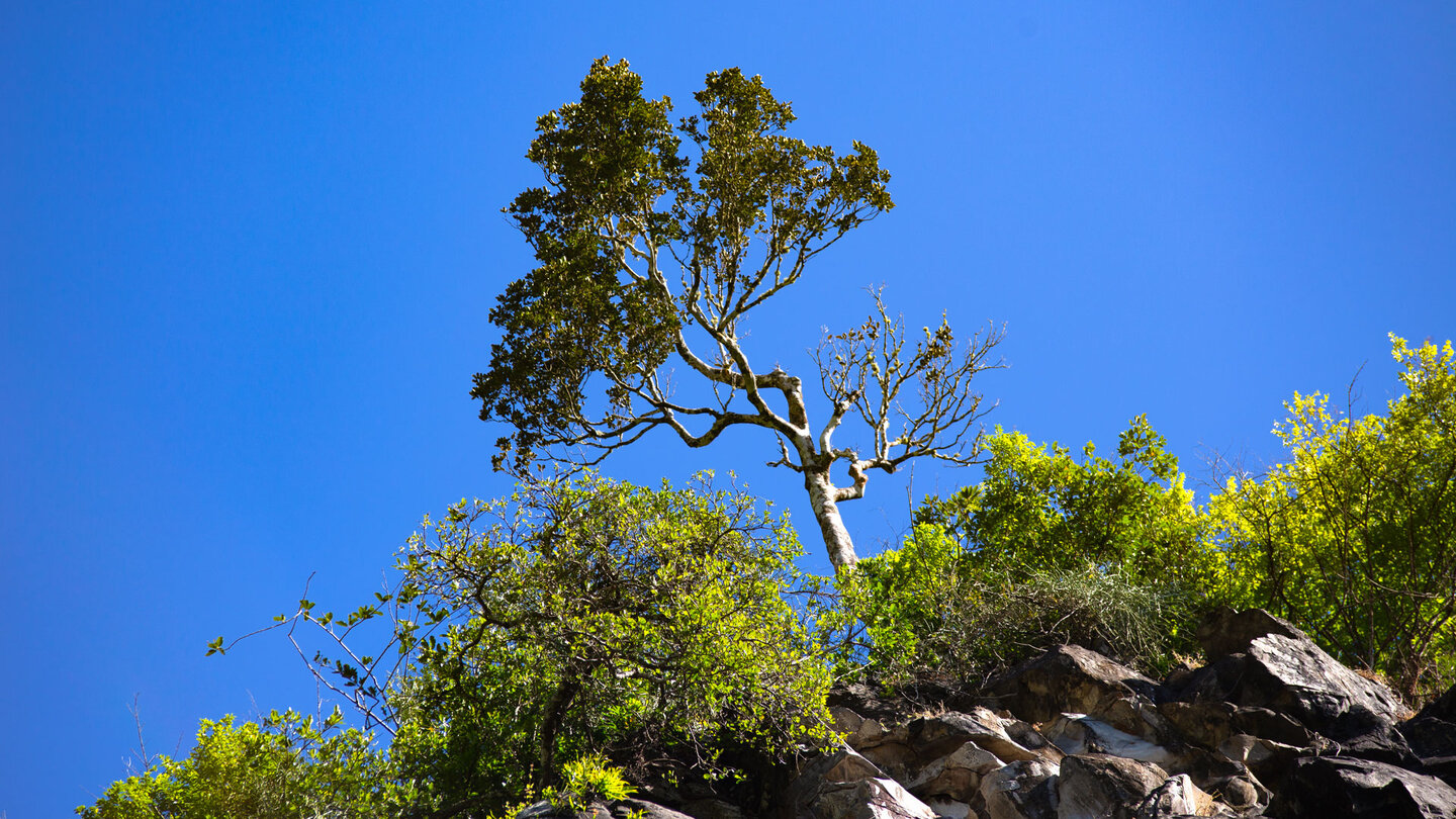 Baum über dem Mare Aux Joncs Wasserfall Baum über dem Mare Aux Joncs Wasserfall