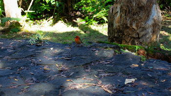Wanderweg im Black River George Nationalpark
