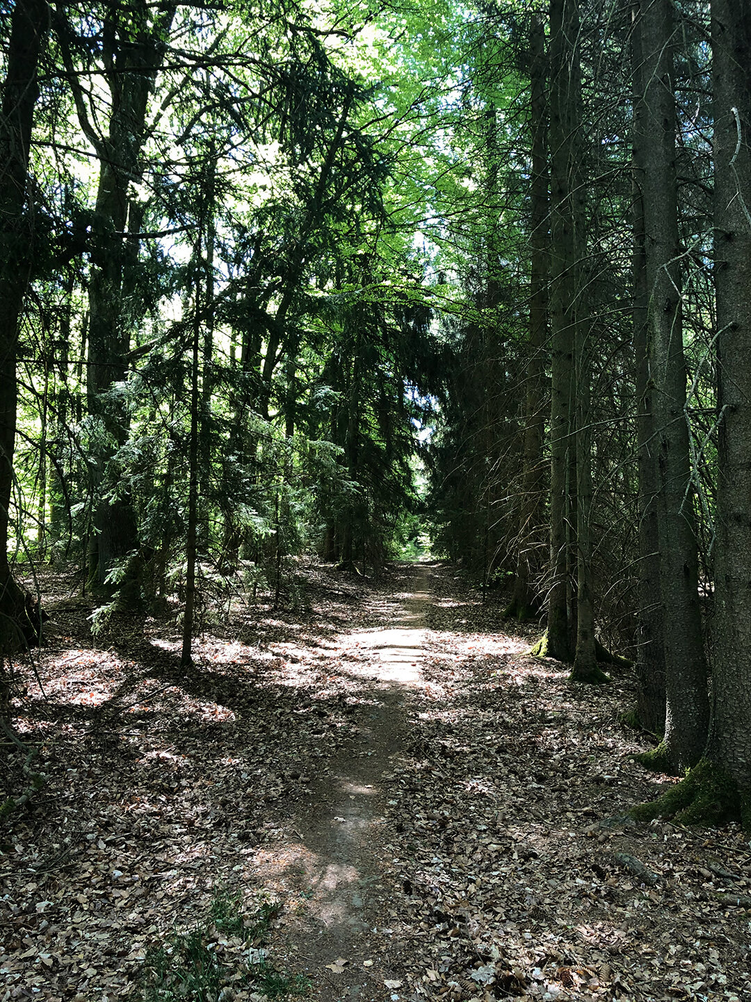 Wanderpfad im Nadelwald