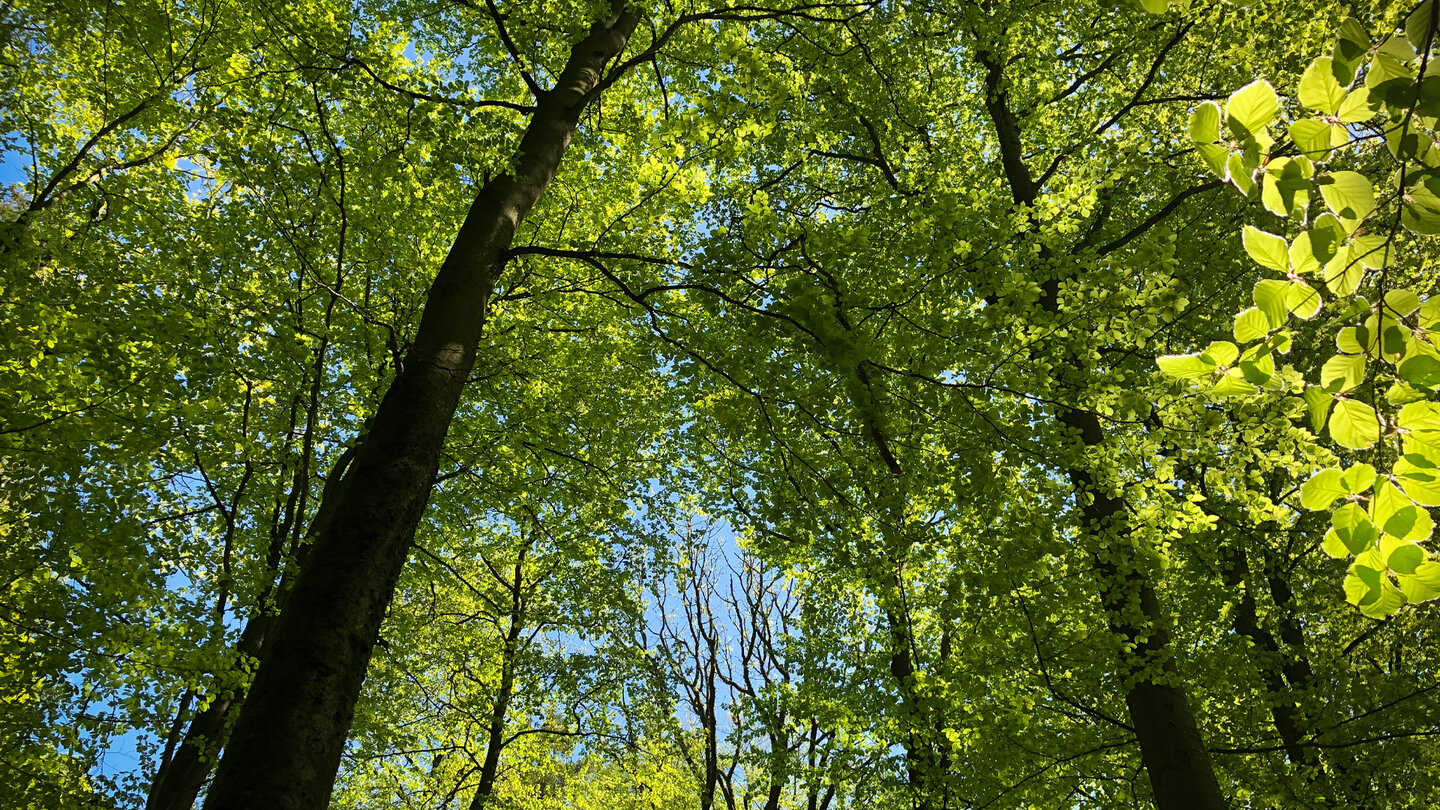 leuchtendes Blätterdach im Wald