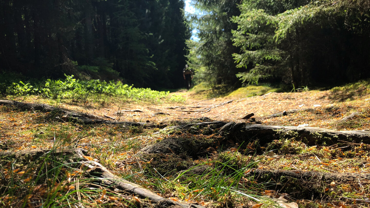 ein Wurzelweg zum Seekasparstein
