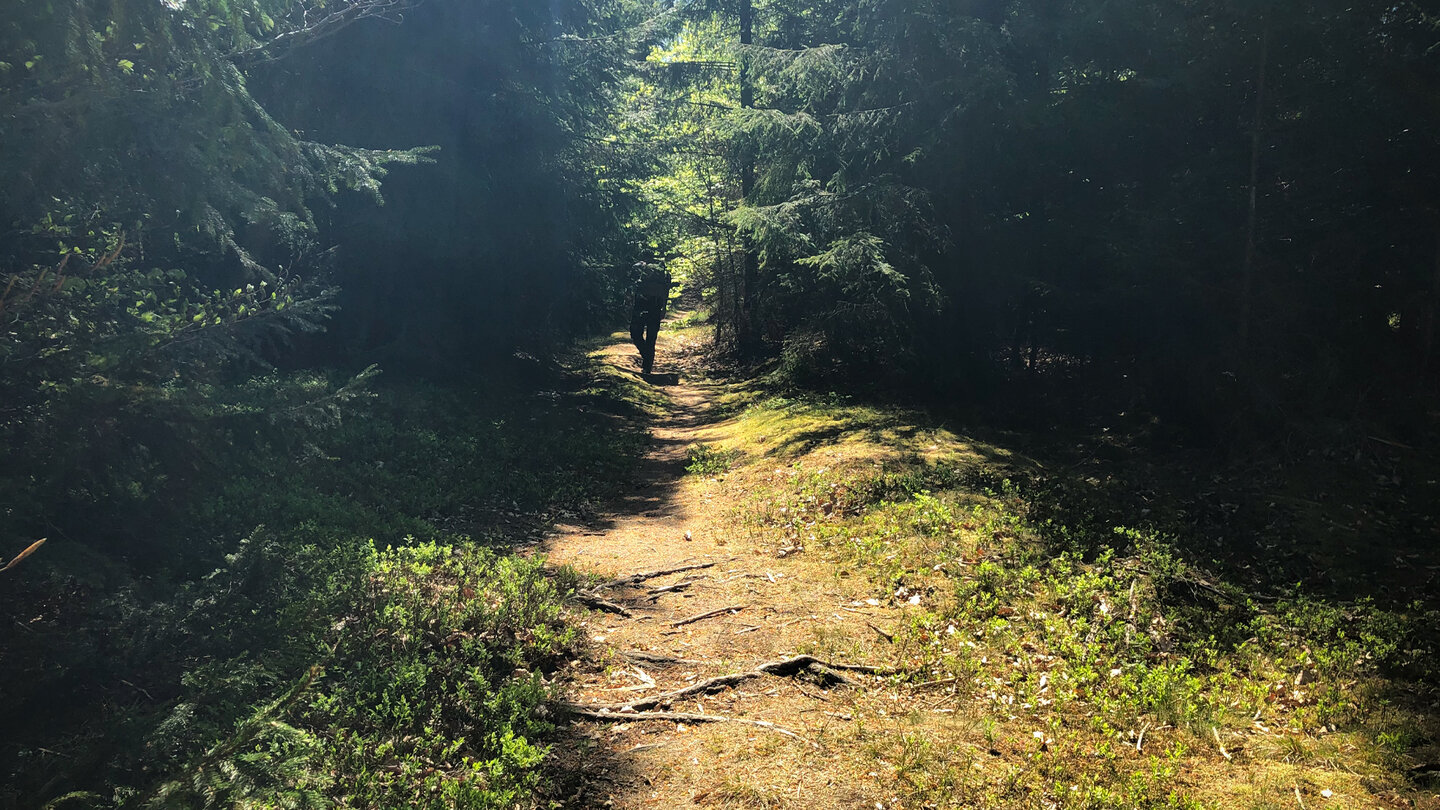 Wanderpfad im Naturwaldreservat