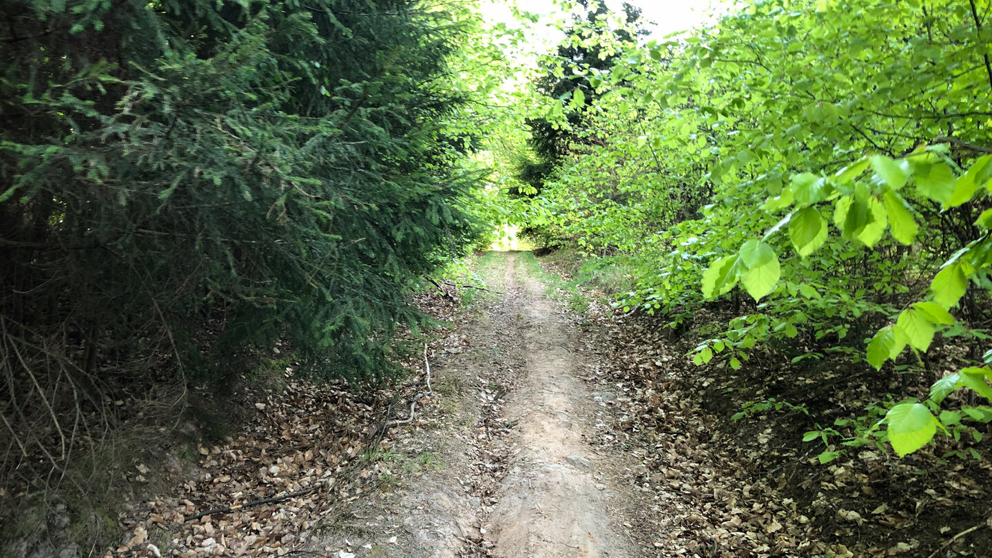 Wanderpfad im Gieseler Forst