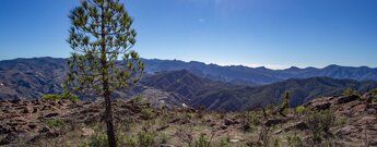 Wanderung durch den Naturpark Tamadaba