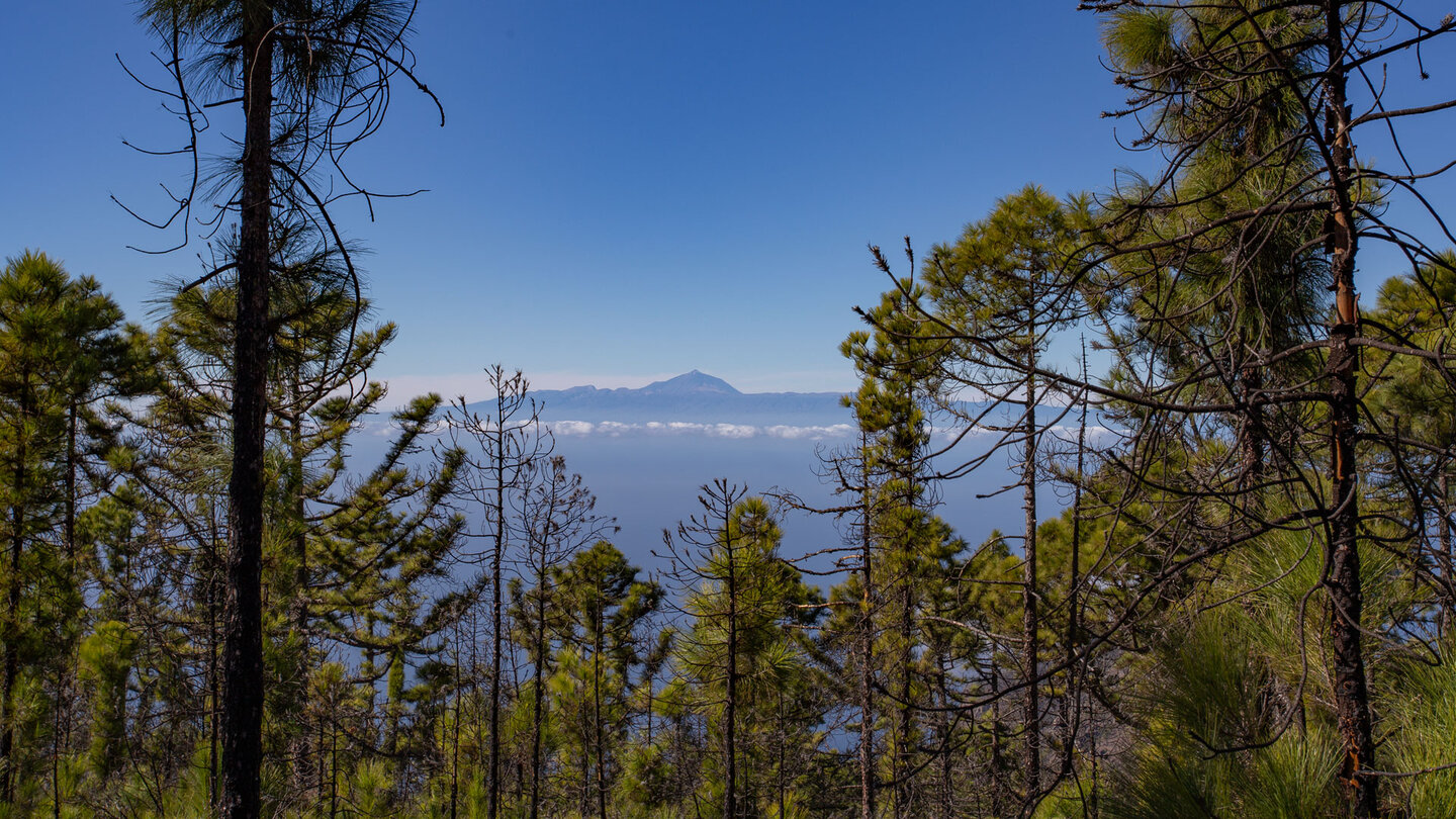 durch den Kiefernwald am Tamadaba erblickt man Teneriffa