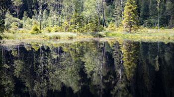 Spiegelbild auf dem Ellbachsee